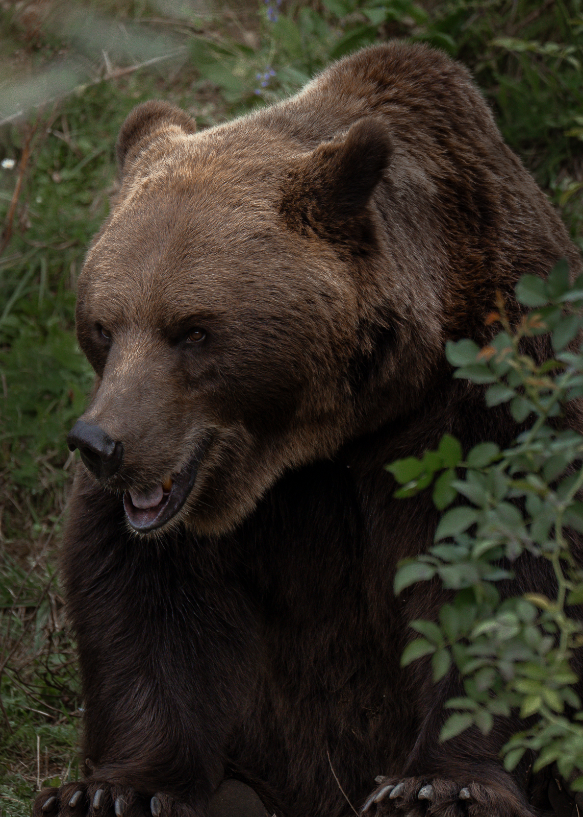 BärenPark